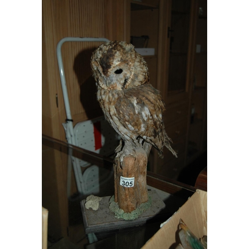 305 - Taxidermy owl