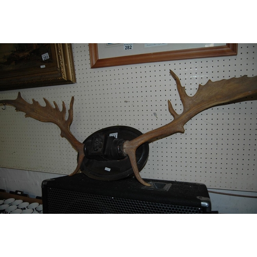 281 - Pair of antlers