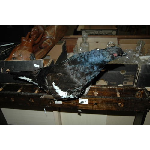 307 - Taxidermy bird