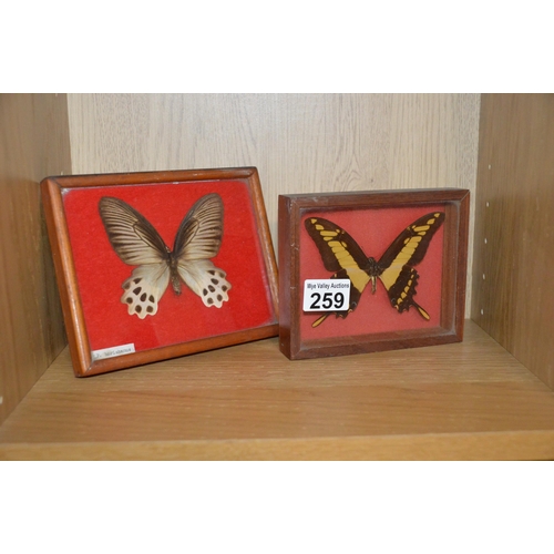 259 - 2 cased tropical butterflies