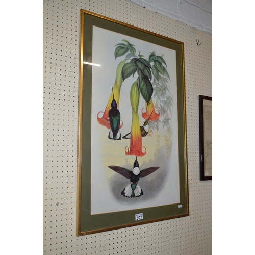 307 - Framed print, Hummingbirds