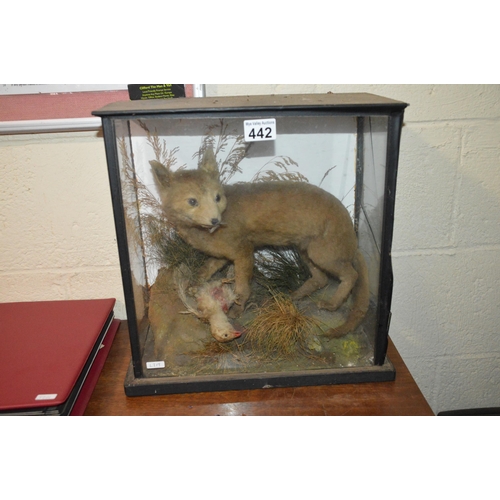 442 - cased taxidermy fox