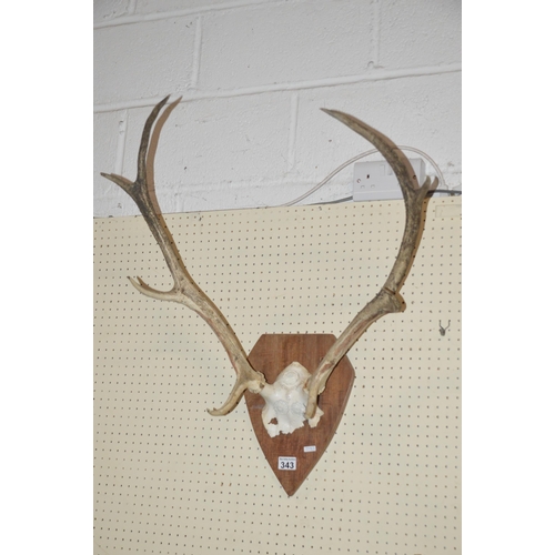 343 - decorative antler wall piece