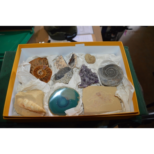 box of fossils & rocks