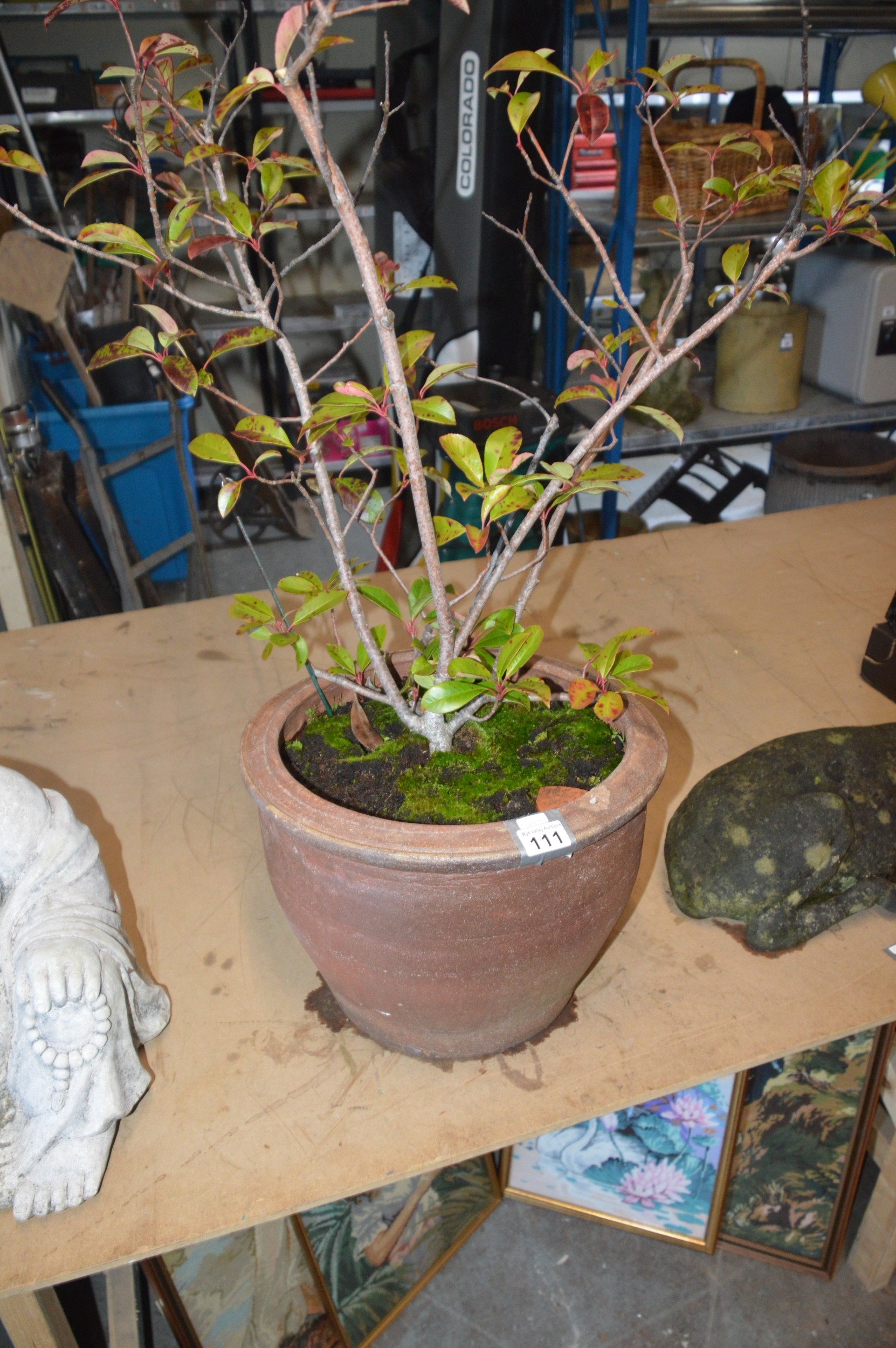 plant pot
