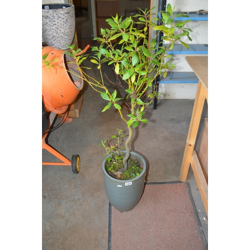 121 - glazed pot w/plant