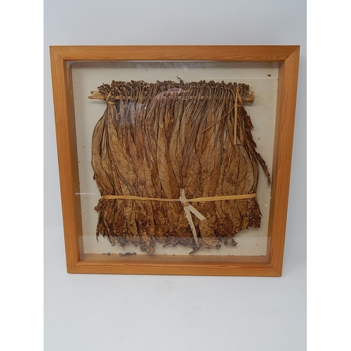 850 - Framed & Glazed Hanging Tobacco Leaf. 38cm x 38cm