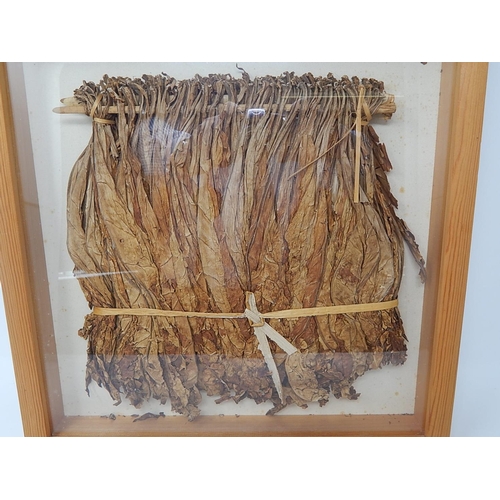 850 - Framed & Glazed Hanging Tobacco Leaf. 38cm x 38cm