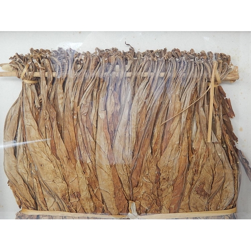 850 - Framed & Glazed Hanging Tobacco Leaf. 38cm x 38cm