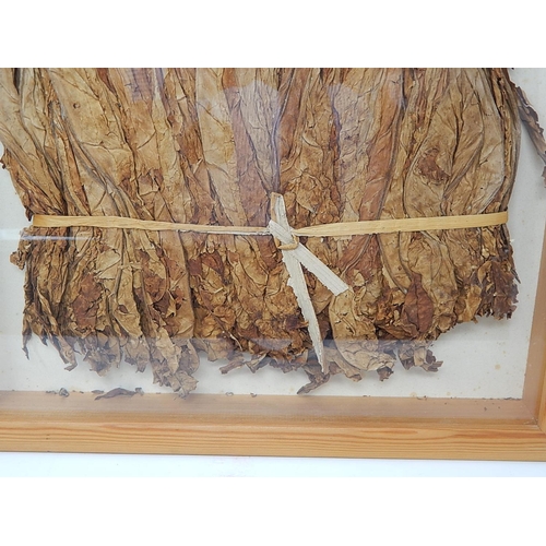 850 - Framed & Glazed Hanging Tobacco Leaf. 38cm x 38cm