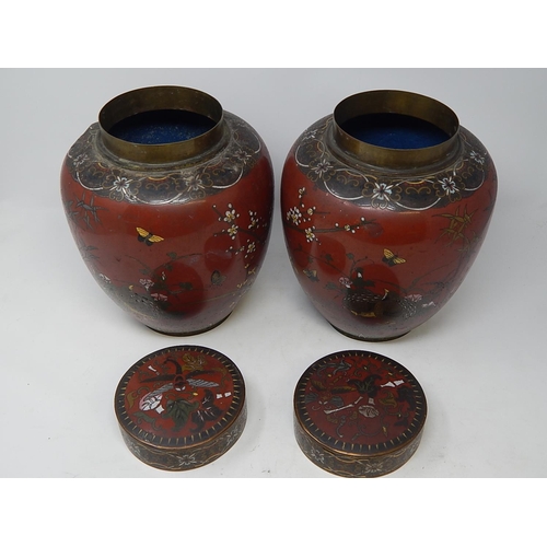 821 - Pair of 19th Century Cloisonné Ginger Jars. Red ground with Birds & Insects. Measuring 25cm High. A/... 