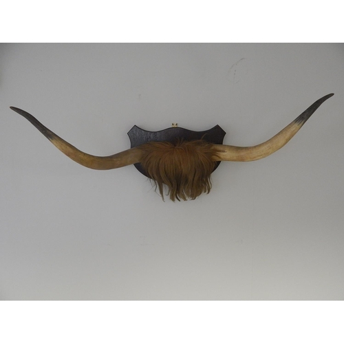 530 - Large Pair of Vintage Buffalo Horns Mounted on an Oak Shield Back: Measures 110cm Span