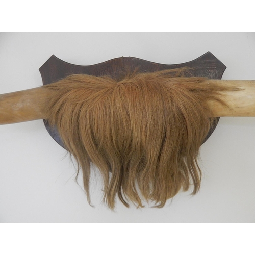 530 - Large Pair of Vintage Buffalo Horns Mounted on an Oak Shield Back: Measures 110cm Span