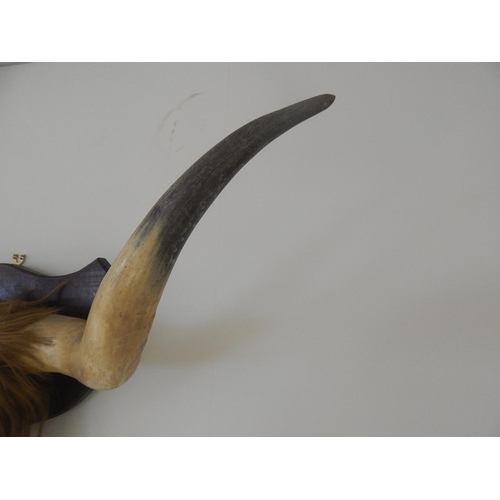 530 - Large Pair of Vintage Buffalo Horns Mounted on an Oak Shield Back: Measures 110cm Span