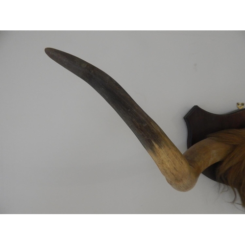 530 - Large Pair of Vintage Buffalo Horns Mounted on an Oak Shield Back: Measures 110cm Span