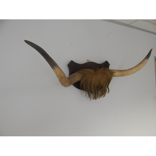 530 - Large Pair of Vintage Buffalo Horns Mounted on an Oak Shield Back: Measures 110cm Span