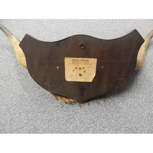 530 - Large Pair of Vintage Buffalo Horns Mounted on an Oak Shield Back: Measures 110cm Span