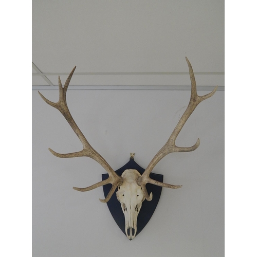 531 - Complete: Stags Skull & Antlers Mounted on an Oak Shield Back: Measures 88cm High x 72cm Wide.