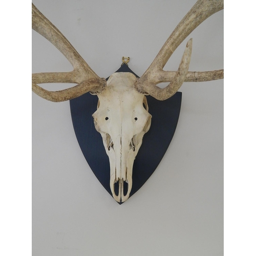 531 - Complete: Stags Skull & Antlers Mounted on an Oak Shield Back: Measures 88cm High x 72cm Wide.