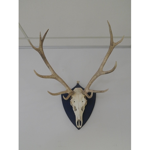 531 - Complete: Stags Skull & Antlers Mounted on an Oak Shield Back: Measures 88cm High x 72cm Wide.