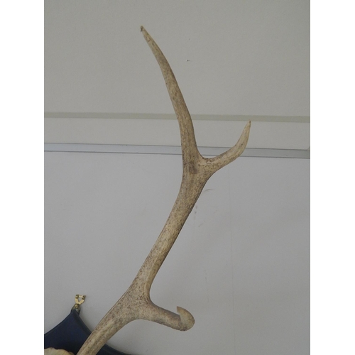 531 - Complete: Stags Skull & Antlers Mounted on an Oak Shield Back: Measures 88cm High x 72cm Wide.