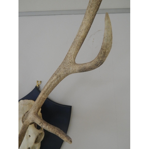 531 - Complete: Stags Skull & Antlers Mounted on an Oak Shield Back: Measures 88cm High x 72cm Wide.