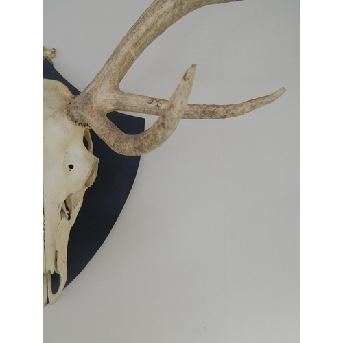 531 - Complete: Stags Skull & Antlers Mounted on an Oak Shield Back: Measures 88cm High x 72cm Wide.