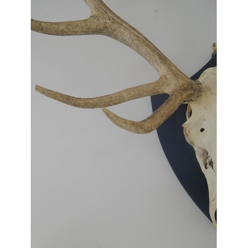 531 - Complete: Stags Skull & Antlers Mounted on an Oak Shield Back: Measures 88cm High x 72cm Wide.