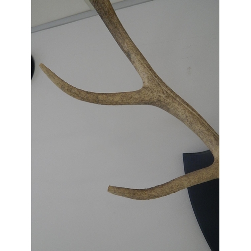 531 - Complete: Stags Skull & Antlers Mounted on an Oak Shield Back: Measures 88cm High x 72cm Wide.