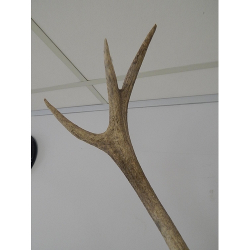 531 - Complete: Stags Skull & Antlers Mounted on an Oak Shield Back: Measures 88cm High x 72cm Wide.