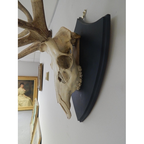 531 - Complete: Stags Skull & Antlers Mounted on an Oak Shield Back: Measures 88cm High x 72cm Wide.