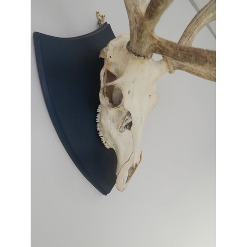 531 - Complete: Stags Skull & Antlers Mounted on an Oak Shield Back: Measures 88cm High x 72cm Wide.