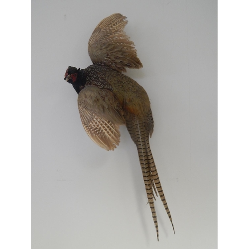 532 - Vintage Taxidermy Pheasant with Full Colour: Mounted to Hang: Measures 80cm