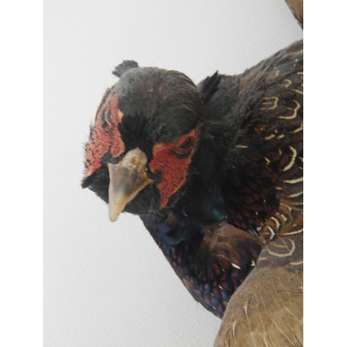 532 - Vintage Taxidermy Pheasant with Full Colour: Mounted to Hang: Measures 80cm