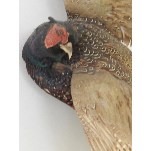 532 - Vintage Taxidermy Pheasant with Full Colour: Mounted to Hang: Measures 80cm