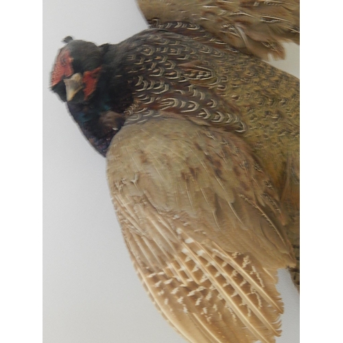 532 - Vintage Taxidermy Pheasant with Full Colour: Mounted to Hang: Measures 80cm