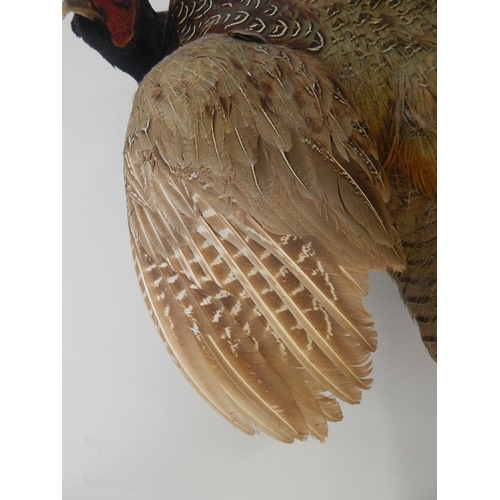 532 - Vintage Taxidermy Pheasant with Full Colour: Mounted to Hang: Measures 80cm