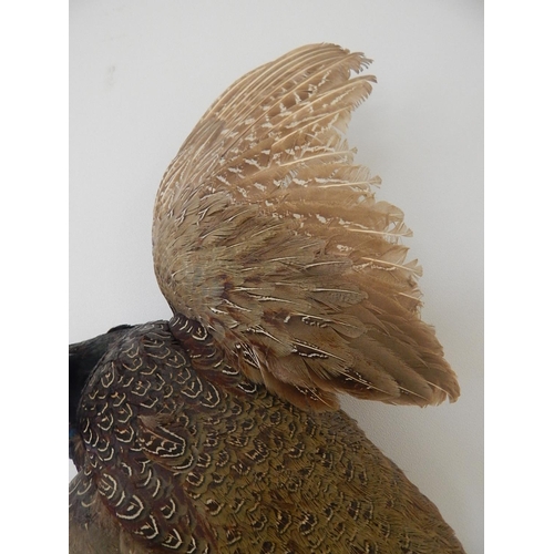 532 - Vintage Taxidermy Pheasant with Full Colour: Mounted to Hang: Measures 80cm