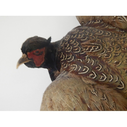 532 - Vintage Taxidermy Pheasant with Full Colour: Mounted to Hang: Measures 80cm