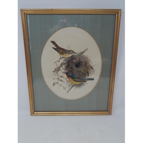 599B - Watercolour of Two Birds at a Nest in Giltwood Frame: 39cm x 32cm Framed.