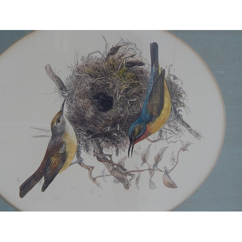 599B - Watercolour of Two Birds at a Nest in Giltwood Frame: 39cm x 32cm Framed.