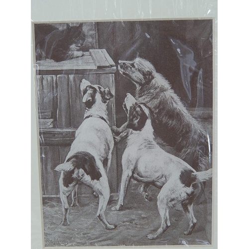 84 - Five Mounted Prints of Dogs.