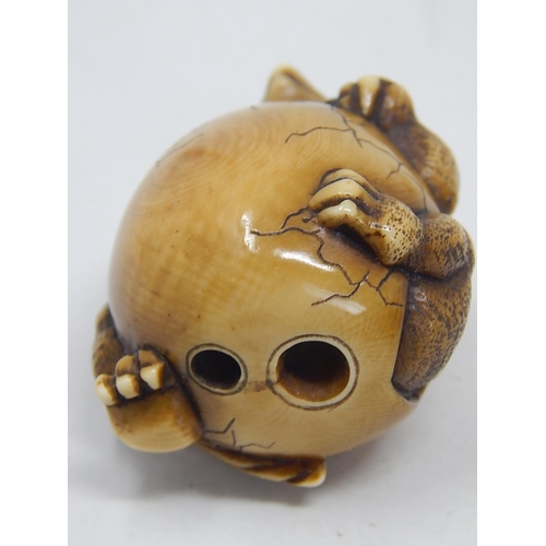 155 - Japanese Signed Netsuke of a Tengu breaking out of shell: Edo/Meiji Period: Measures 4.5cm high.