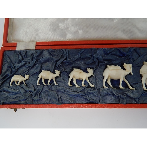 166 - 1920's Set of Seven Graduated Ivory Camels within their original red fitted case.