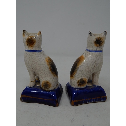 143 - Unmarked matching cats x2