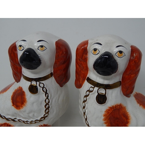 567 - Pair of Staffordshire Dogs with Gilded Collars: Measuring 22.5cm high