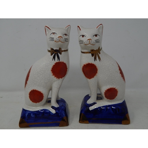 569 - Pair of Staffordshire Cats: Measuring 18.5cm high