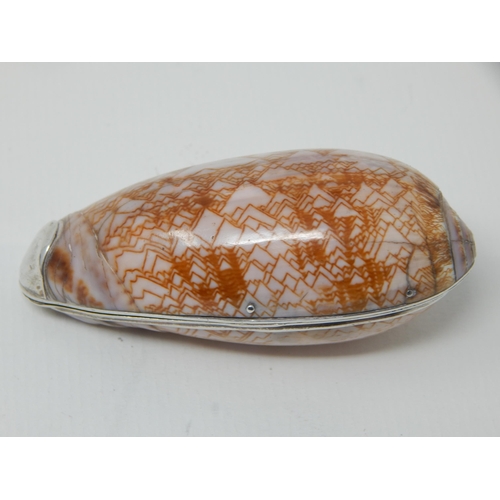 23W - 19th Century Unmarked Silver Cowrie Shell Snuff Box