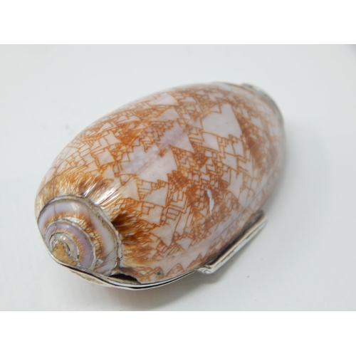 23W - 19th Century Unmarked Silver Cowrie Shell Snuff Box