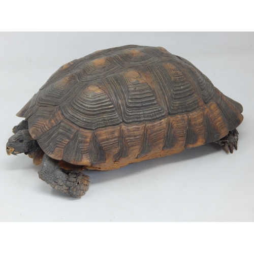 667 - Antique Taxidermy of a Large Tortoise with Glass Eyes: Measuring 30cm